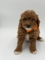 Gage, a male Miniature Goldendoodle for sale in Mayfield, KY – Photo 4 of 10