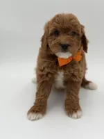 Gage, a male Miniature Goldendoodle for sale in Mayfield, KY – Photo 2 of 10