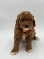 Gage, a male Miniature Goldendoodle for sale in Mayfield, KY – Photo 5 of 10