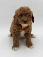 Gage, a male Miniature Goldendoodle for sale in Mayfield, KY – Photo 6 of 10