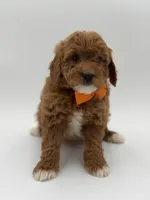 Gage, a male Miniature Goldendoodle for sale in Mayfield, KY – Photo 3 of 10