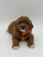 Gage, a male Miniature Goldendoodle for sale in Mayfield, KY – Photo 8 of 10