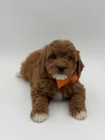 Gage, a male Miniature Goldendoodle for sale in Mayfield, KY – Photo 10 of 10