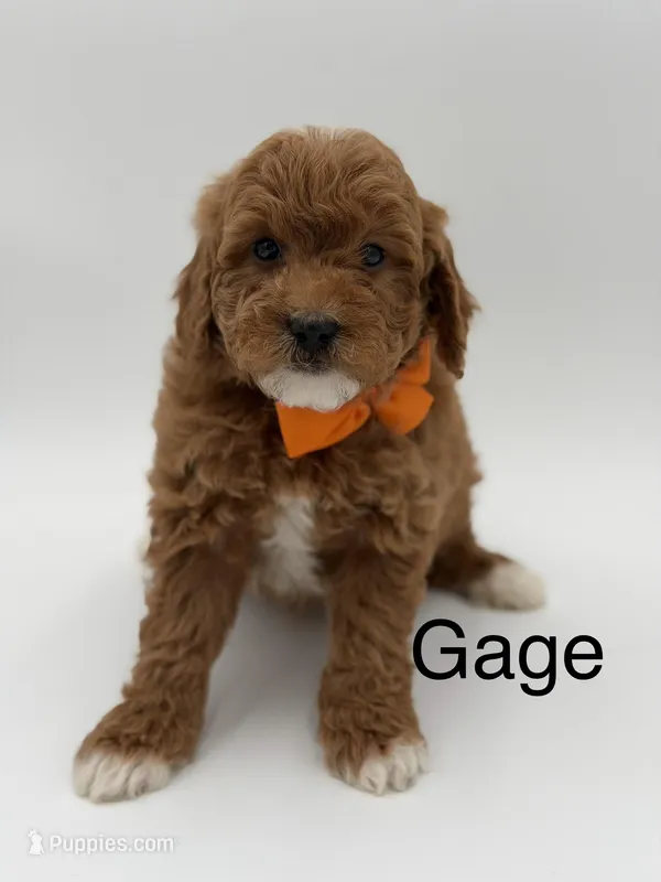 Gage, a male Miniature Goldendoodle for sale in Mayfield, KY – Photo 1 of 10