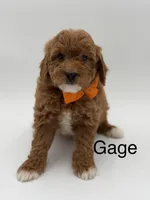 Gage, a male Miniature Goldendoodle for sale in Mayfield, KY – Photo 1 of 10