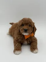 Gage, a male Miniature Goldendoodle for sale in Mayfield, KY – Photo 7 of 10