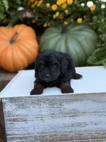 Elmo, a male Miniature Aussiedoodle for sale in Mayfield, KY – 8 of 9