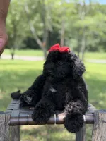 June , a female Miniature Bernedoodle for sale in Mayfield, KY – 6 of 10