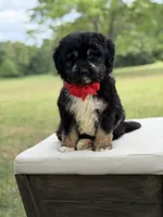Winston , a male Miniature Aussiedoodle for sale in Mayfield, KY – 6 of 10