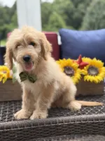 Austin, a male Miniature Goldendoodle for sale in Mayfield, KY – 2 of 10