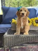 Daisy , a female Goldendoodle for sale in Mayfield, KY – 5 of 10
