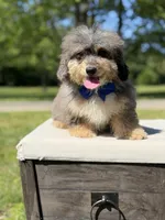 Thor, a male Miniature Bernedoodle for sale in Mayfield, KY – 5 of 10