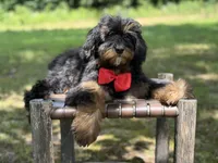 Teddy , a male Miniature Goldendoodle for sale in Mayfield, KY – 4 of 10