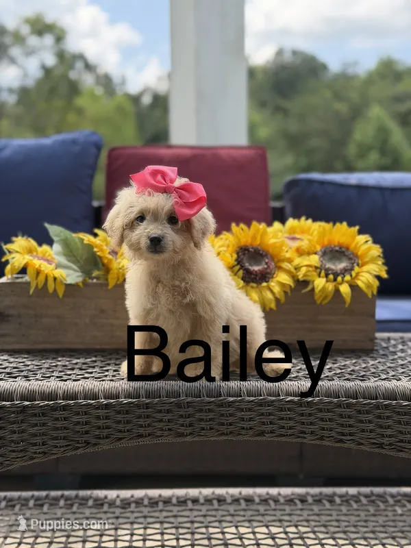 Bailey  – Miniature Goldendoodle puppy for sale in Mayfield, KY