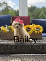 Bailey , a female Miniature Goldendoodle for sale in Mayfield, KY – 1 of 10