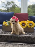 Bailey , a female Miniature Goldendoodle for sale in Mayfield, KY – 7 of 10