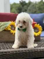 Asher, a male Miniature Goldendoodle for sale in Mayfield, KY – 6 of 10