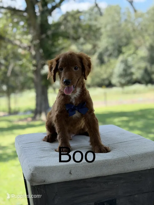 Boo – Miniature Goldendoodle puppy for sale in Mayfield, KY