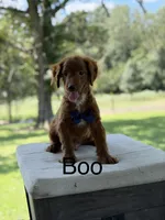 Boo, a female Miniature Goldendoodle for sale in Mayfield, KY – 1 of 10