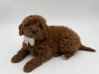 Gunner, a male Miniature Goldendoodle for sale in Mayfield, KY – Photo 9 of 10