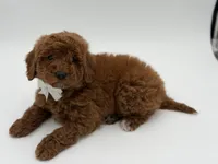 Gunner, a male Miniature Goldendoodle for sale in Mayfield, KY – Photo 7 of 10