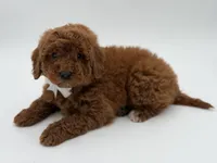 Gunner, a male Miniature Goldendoodle for sale in Mayfield, KY – Photo 6 of 10