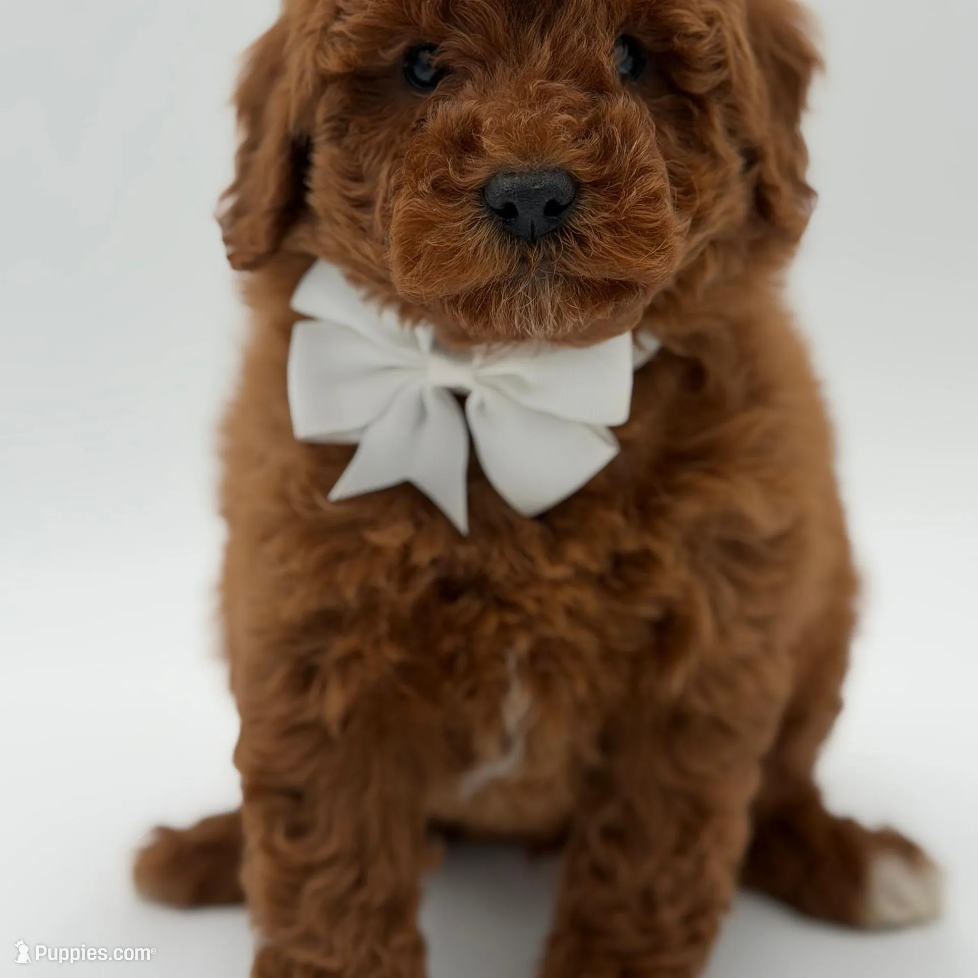 Gunner, a male Miniature Goldendoodle for sale in Mayfield, KY – Photo 1 of 10