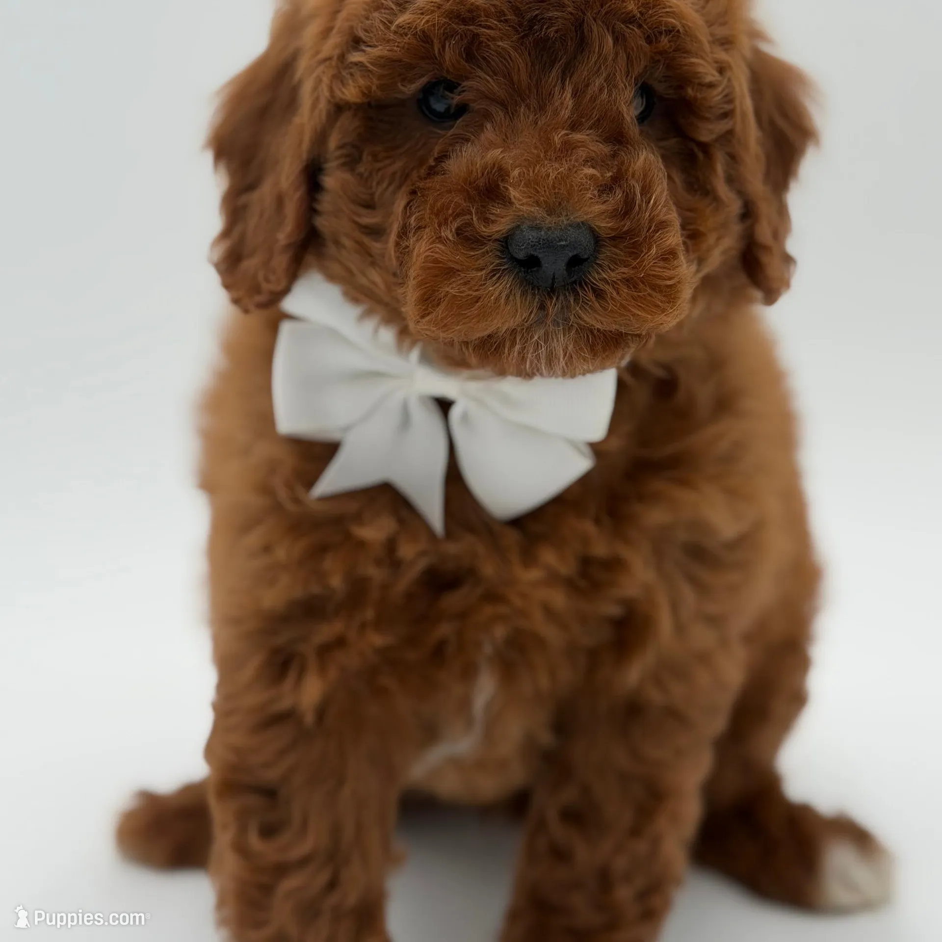 Gunner, a male Miniature Goldendoodle for sale in Mayfield, KY – Photo 5 of 10