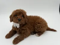 Gunner, a male Miniature Goldendoodle for sale in Mayfield, KY – Photo 8 of 10