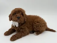 Gunner, a male Miniature Goldendoodle for sale in Mayfield, KY – Photo 10 of 10