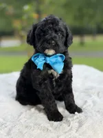 Carson , a male Miniature Goldendoodle for sale in Mayfield, KY – 2 of 9