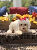Adrian, a female Miniature Goldendoodle for sale in Mayfield, KY – 3 of 10