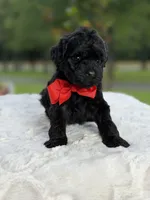 Carter , a male Miniature Goldendoodle for sale in Mayfield, KY – 10 of 10