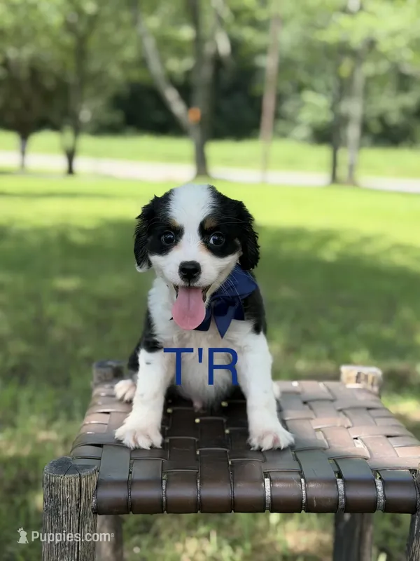 T'R – Aussalier puppy for sale in Mayfield, KY