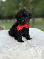Carter , a male Miniature Goldendoodle for sale in Mayfield, KY – 3 of 10