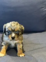 Tally , a female Aussalier for sale in Mayfield, KY – 2 of 10