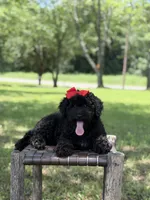 June , a female Miniature Bernedoodle for sale in Mayfield, KY – 2 of 10