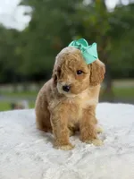 Cassie, a female Miniature Goldendoodle for sale in Mayfield, KY – 10 of 10