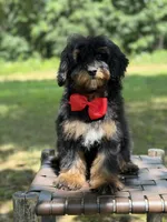 Teddy , a male Miniature Goldendoodle for sale in Mayfield, KY – 6 of 10