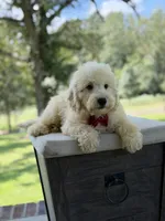 Buddy , a male Miniature Goldendoodle for sale in Mayfield, KY – 3 of 10