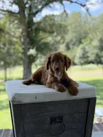 Boo, a female Miniature Goldendoodle for sale in Mayfield, KY – 3 of 10
