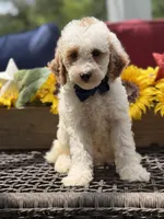 Adam, a male Miniature Goldendoodle for sale in Mayfield, KY – 2 of 10