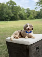 Wes , a male Miniature Aussiedoodle for sale in Mayfield, KY – 8 of 10