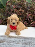 Lance, a male Miniature Goldendoodle for sale in Mayfield, KY – 4 of 10