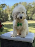 Buddy , a male Miniature Goldendoodle for sale in Mayfield, KY – 8 of 10