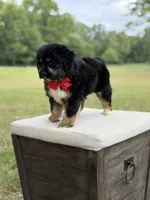 Winston , a male Miniature Aussiedoodle for sale in Mayfield, KY – 4 of 10