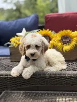 Adam, a male Miniature Goldendoodle for sale in Mayfield, KY – 10 of 10