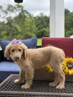 Amelia , a female Miniature Goldendoodle for sale in Mayfield, KY – 5 of 10
