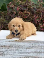 Legend, a male Miniature Goldendoodle for sale in Mayfield, KY – 5 of 10