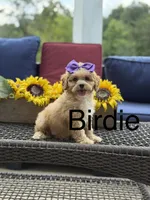 Bridie, a female Miniature Goldendoodle for sale in Mayfield, KY – 1 of 10